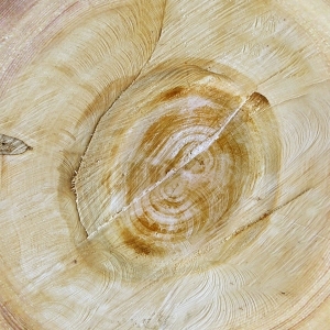 树干切面年轮木材-ID:5871730