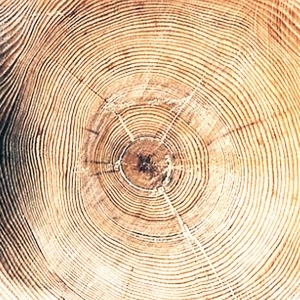 树干切面年轮木材-ID:5871731