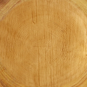 树干切面年轮木材-ID:5871735