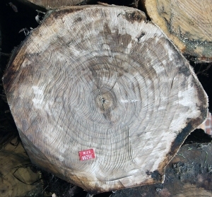 树干切面年轮木材-ID:5871737