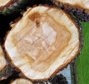 树干切面年轮木材-ID:5871739