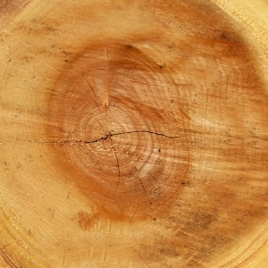 树干切面年轮木材-ID:5871741