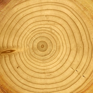 树干切面年轮木材-ID:5871751