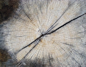 树干切面年轮木材-ID:5871752