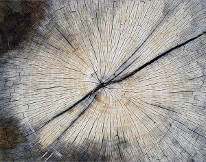 ModernOld Wood Texture