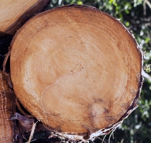 树干切面年轮木材-ID:5871756