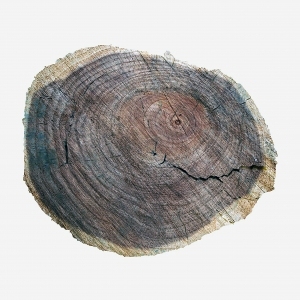 树干切面年轮木材-ID:5871759