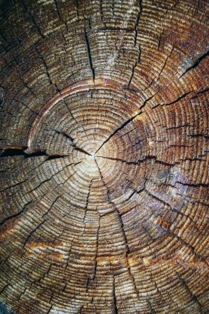 树干切面年轮木材-ID:5871792