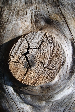 树干切面年轮木材-ID:5871799