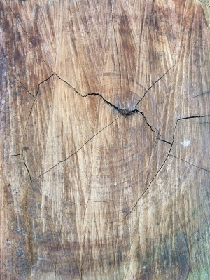 树干切面年轮木材-ID:5871807