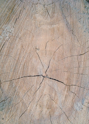 树干切面年轮木材-ID:5871808