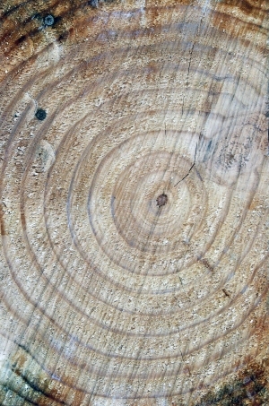 树干切面年轮木材-ID:5871812