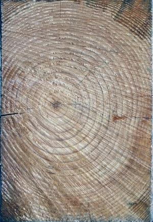 树干切面年轮木材-ID:5871814