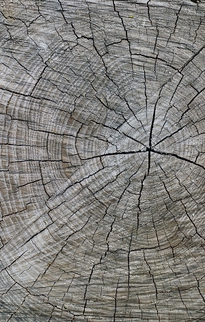 ModernOld Wood Texture