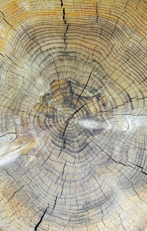 树干切面年轮木材-ID:5871823