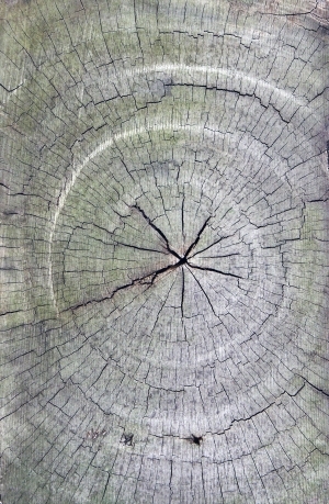 树干切面年轮木材-ID:5871824
