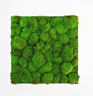 立体绿植实物3D模型