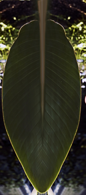 树叶-ID:887712008