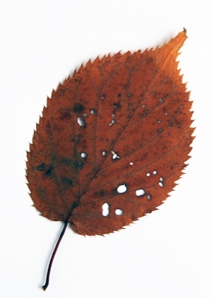 ModernPlant Leaves