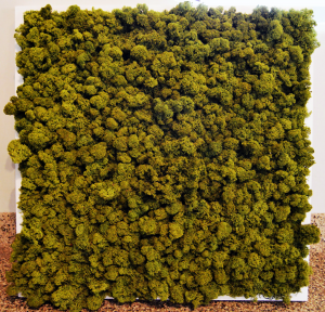 绿植墙植物堆-ID:5874715