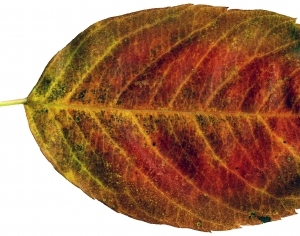 ModernPlant Leaves