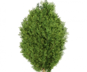 Modern Tree-ID:247411019