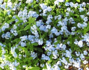 花卉花丛-ID:5875437