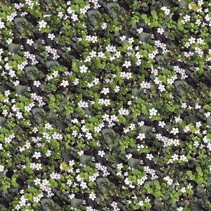 花卉花丛-ID:574050902