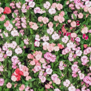 花卉花丛-ID:986813074