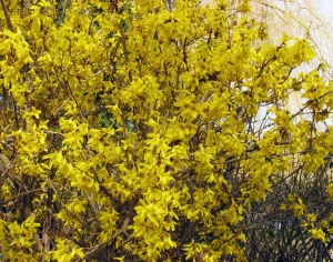 花卉花丛-ID:342516903