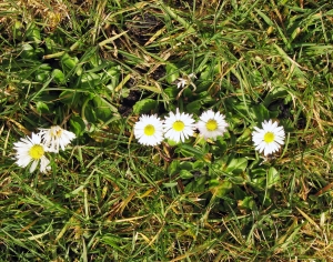 花卉花丛-ID:220196961
