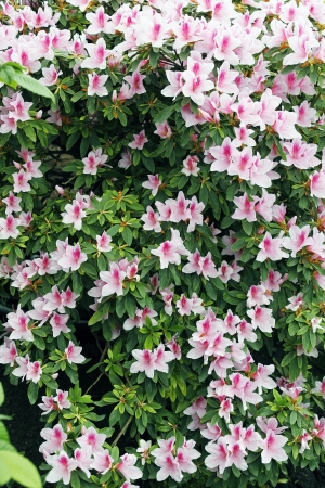 花卉花丛-ID:131236086