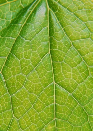 ModernPlant Leaves