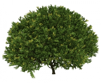 Modern Tree-ID:788285028