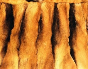 ModernAnimal Fur