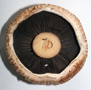 食物蘑菇-ID:5881312