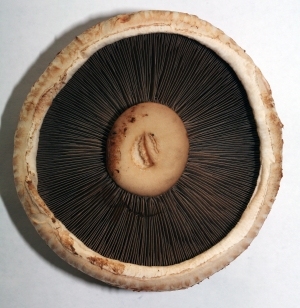 食物蘑菇-ID:5881503