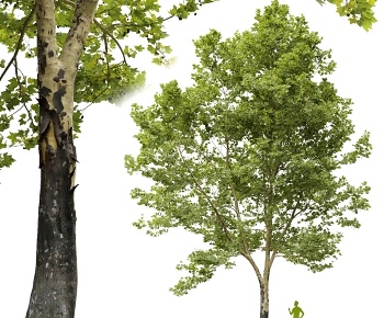 现代梧桐树 悬铃木树3D模型