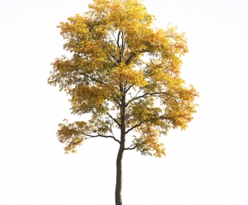 现代秋季景观树-ID:167289022