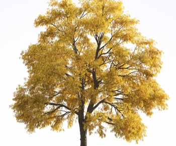 现代秋季景观树-ID:800853978