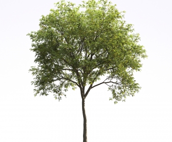 Modern Tree-ID:201452978