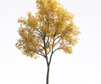 Modern Tree-ID:104351059