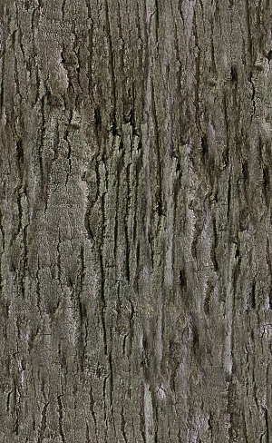 ModernBark Texture