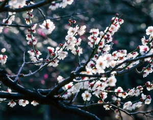 花朵装饰画-ID:898654947