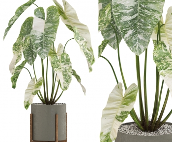 Modern Ground Green Plant Potted Plants-ID:584151988