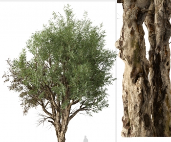 Modern Wabi-sabi Style Tree-ID:553494931