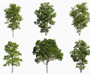 Modern Tree-ID:185162076