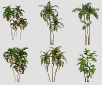 现代热带椰子树-ID:320780049