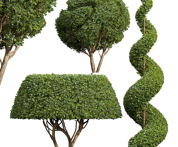 现代榕树盆景修剪3D模型
