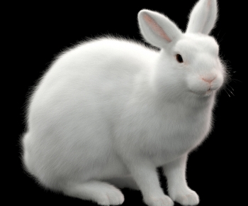 现代兔子-ID:203908928
